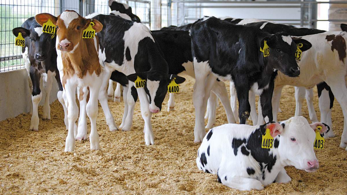 Cría y alimentación de animales jóvenes